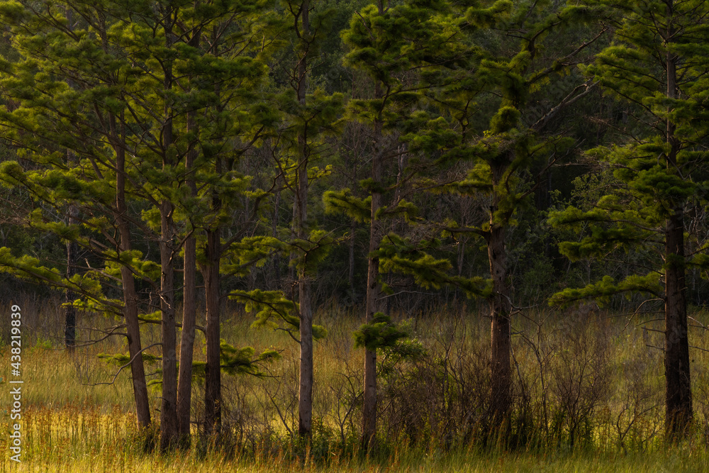 Obraz premium Weeks Bay National Estuarine Research Reserve Landscape