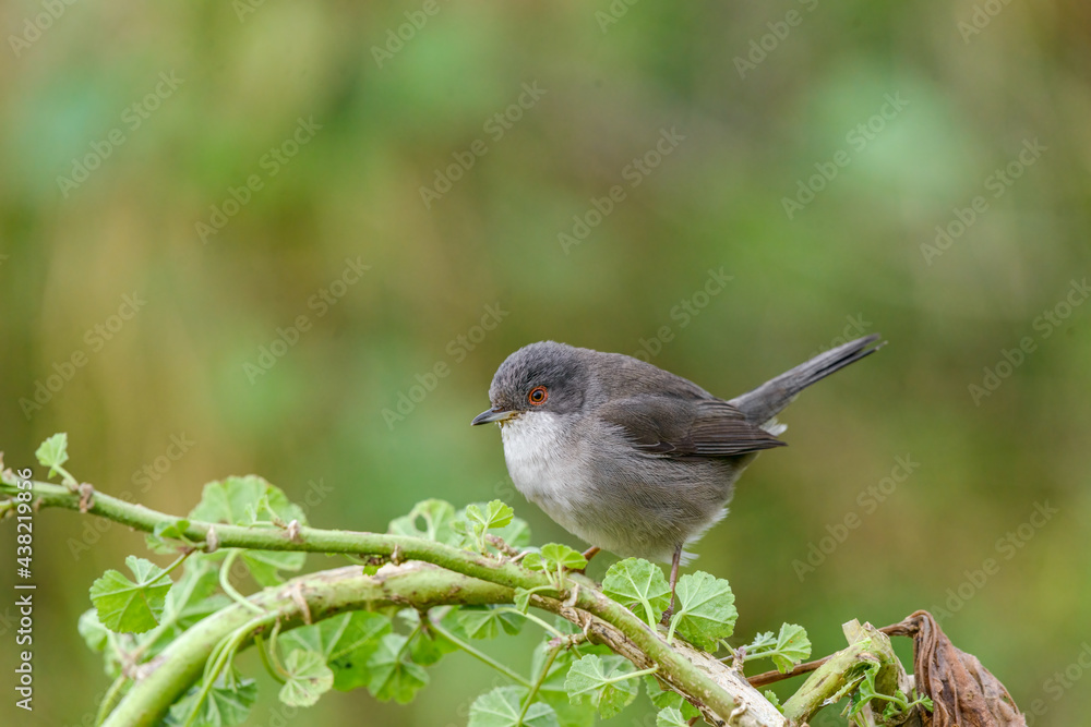 Naklejka premium Sardinian warbler female on Common Mallow with dappled green background