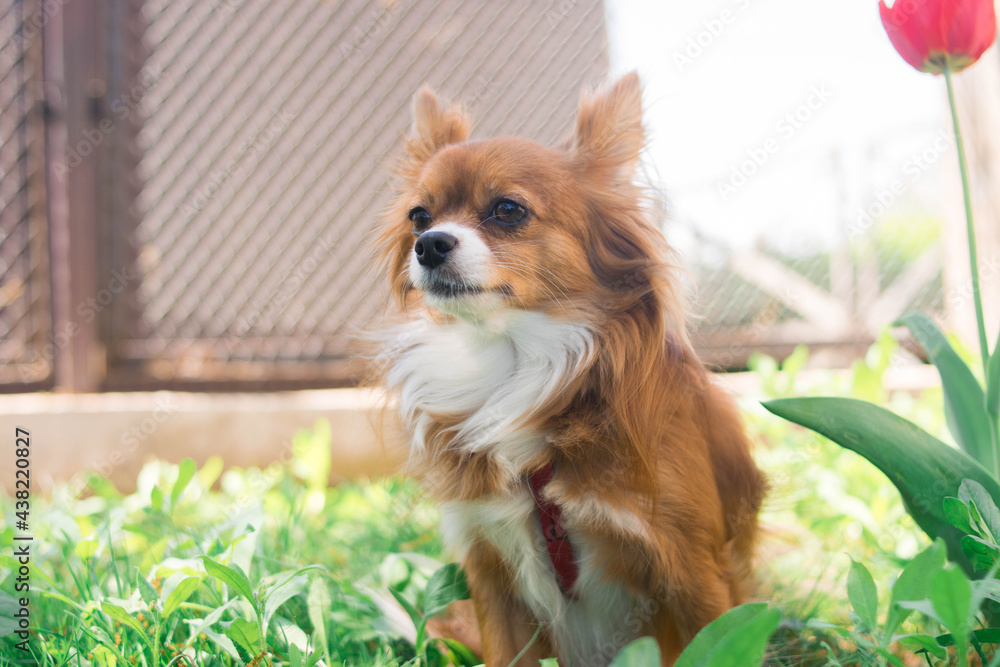 Chihuahua dog. Red-haired dog. Fluffy dog with long hair. Little dog. Puppy. Dog in nature. Chihuahua is sitting on the lawn. Dog with a flower. Chihuahua with a tulip. Cute animals. Chihuahua dog. Red-haired dog. Fluffy dog with long hair. Little dog. Puppy. Dog in nature. Chihuahua is sitting on the lawn. Dog with a flower. Chihuahua with a tulip. Cute animals.