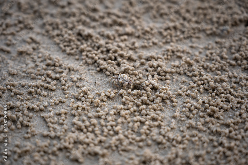 Sand bubbler crab with wet balls of sand. These small crabs feed by filtering sand through their mouthparts and leaving behind balls of sand. Sand bubbler crab with wet balls of sand. These small crabs feed by filtering sand through their mouthparts and leaving behind balls of sand.