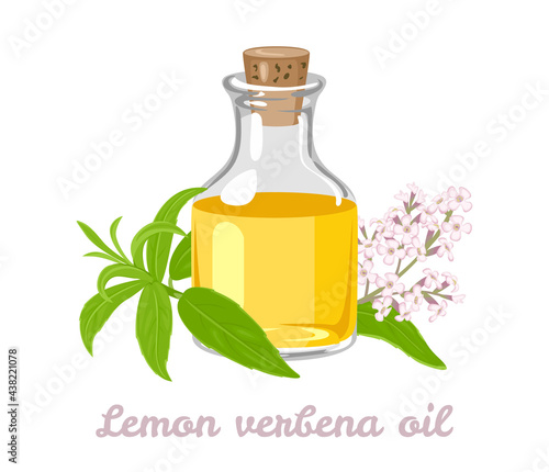 Lemon verbena essential oil in glass bottle, plant with green leaves and flowers isolated on white background. Vector illustration in cartoon flat style.