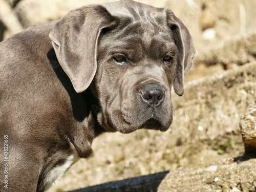 purebred Cane Corso puppy at the age of 4 months photo