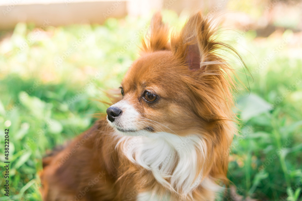 Chihuahua dog. Red-haired dog. Fluffy dog with long hair. Little dog. Puppy. Dog in nature. Chihuahua is sitting on the lawn. Dog with a flower. Chihuahua with a tulip. Cute animals. Chihuahua dog. Red-haired dog. Fluffy dog with long hair. Little dog. Puppy. Dog in nature. Chihuahua is sitting on the lawn. Dog with a flower. Chihuahua with a tulip. Cute animals.