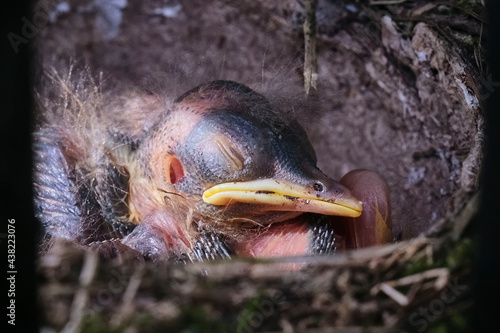 Singdrossel ( Turdus philomelos ) - Küken. photo