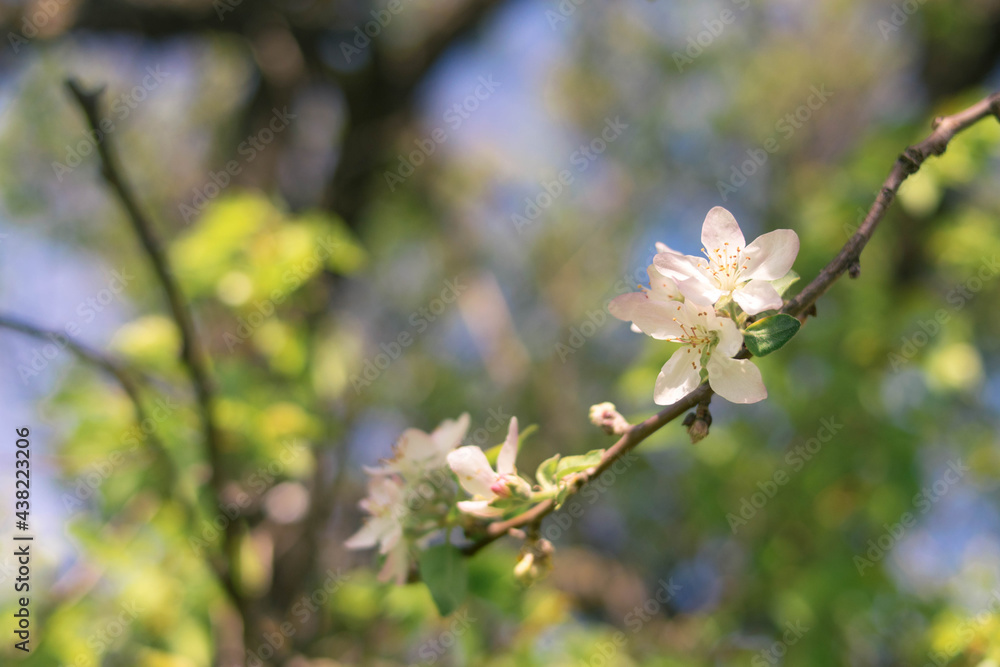 Plants. Garden. Vacation home. Nature. Flowers. Blooming apple tree. Apple tree flowers on the tree. Tree with white flowers. White flowers. Plants. Garden. Vacation home. Nature. Flowers. Blooming apple tree. Apple tree flowers on the tree. Tree with white flowers. White flowers.