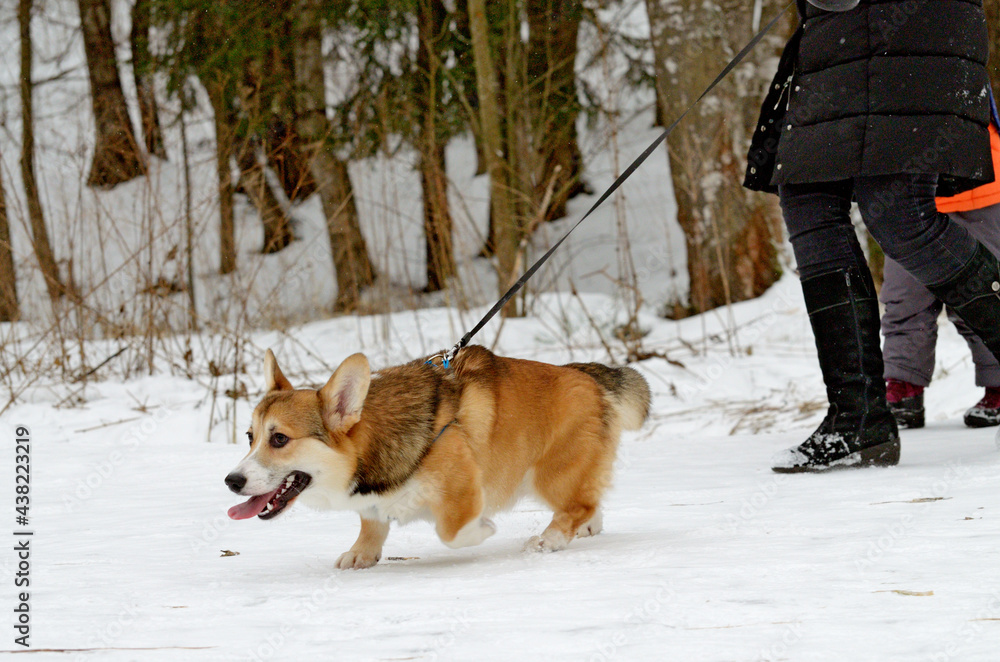 Welsh corgi are herding dog breeds.