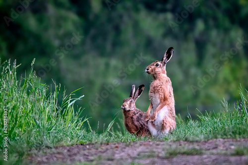 Feldhasen ( Lepus europaeus ).