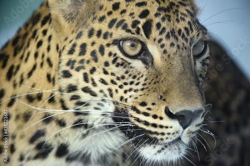 close up of leopard © mep-elena