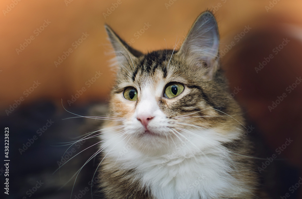 Portrait of a beautiful tricolor cat, close-up.