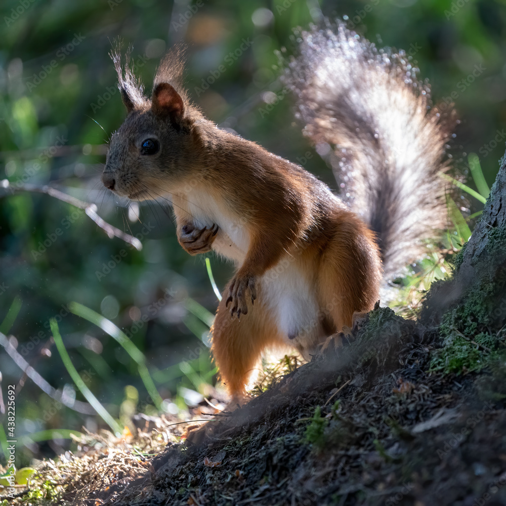 A humble squirrel - Uutela, Helsinki, Finland A humble squirrel - Uutela, Helsinki, Finland