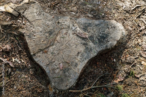 The texture of a tree cut down in the forest. Stump at ground level.