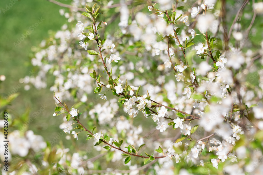 The background for design. The concept of spring. Blossoming trees with white flowers. On the sides of the background are branches with buds and flowers. Copyspace The background for design. The concept of spring. Blossoming trees with white flowers. On the sides of the background are branches with buds and flowers. Copyspace