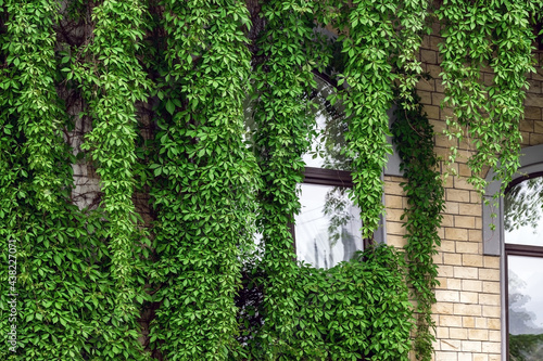 A climbing green plant almost completely covers the window.