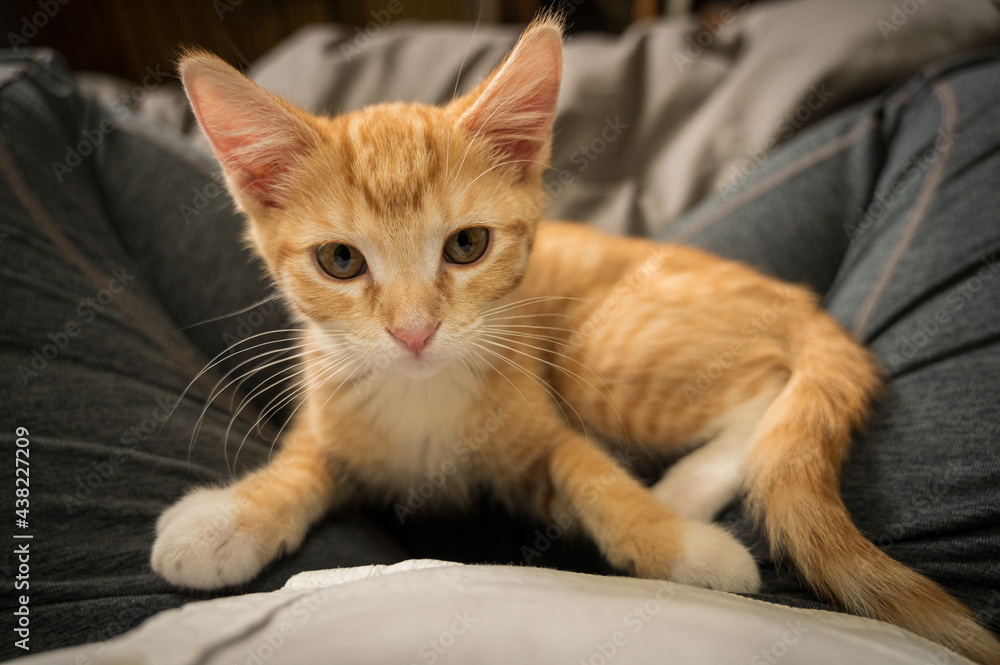 yelllow kitten looking up on crossed legged lap of woman yelllow kitten looking up on crossed legged lap of woman