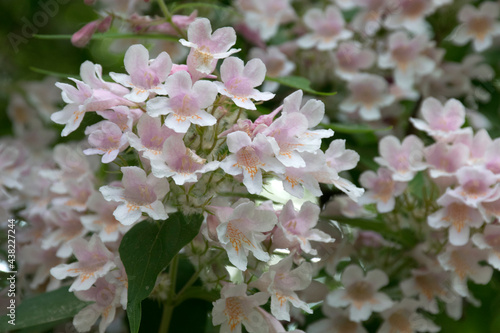 Perlmuttstrauch (Kolkwitzia amabilis), Blüten