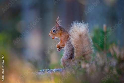 Red Squirrel in the forest with a nut 