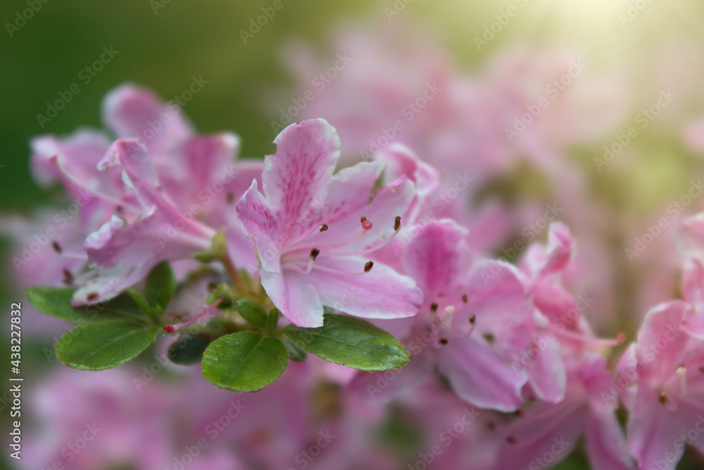 Pink blühende Azaleen, Rhododendron, Blüten und Blätter