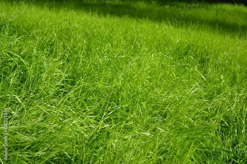 Beautiful green grass. Green background. Beautiful wallpaper