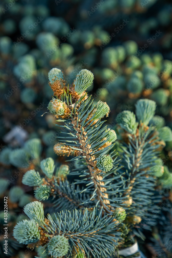 Garden plant in the spring of the spruce family Garden plant in the spring of the spruce family