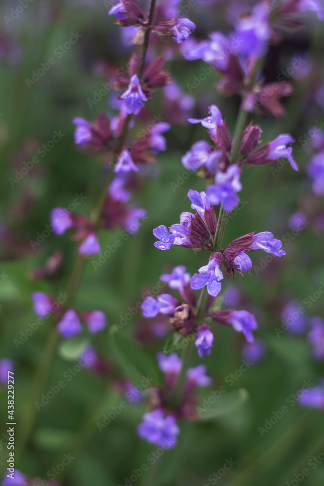 flowers in the garden sage flowers in the garden sage