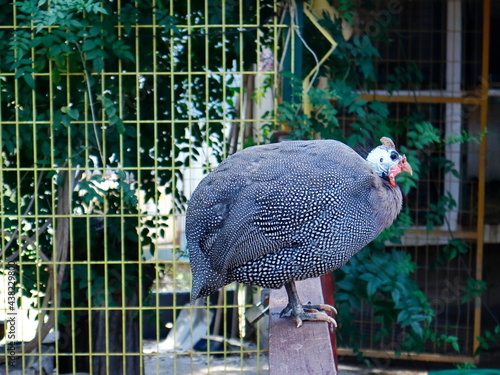 gunea fowl  bird in cage photo