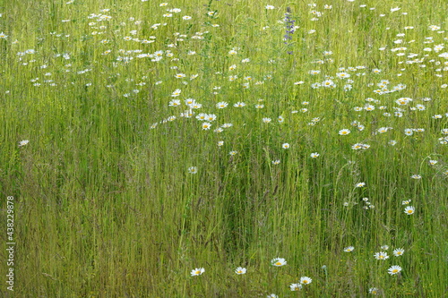Sonnige Wiesenlandschaft im Frühling mit hohem Gras und Wildblumen in der Lübecker Bucht
