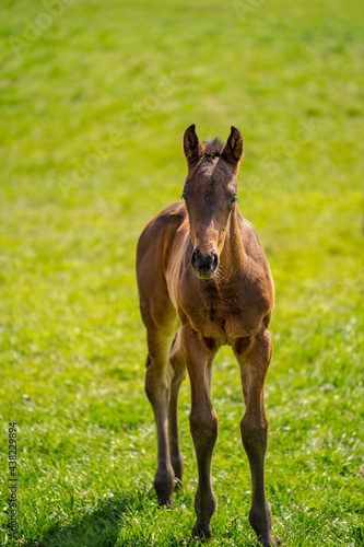 Brown foal stand in the meadow