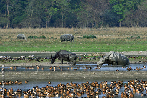 View Of Pobitora Wildlife Sanctuary With Asiatic Water Buffalo, Greater One Horned Rhino And Different Species Of Migratory Birds photo