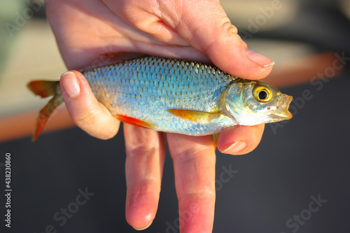 Rudd fish or Scardinius erythrophthalmus with open mouth in a fisherman hand
