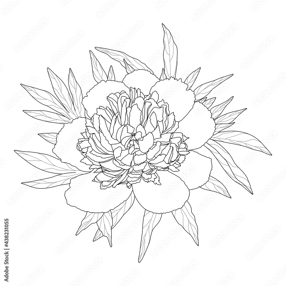Floral background. Peony branch sketch Floral background. Peony branch sketch