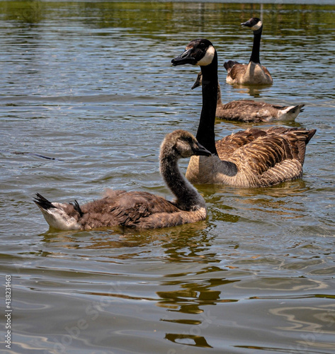 Small Goose Family