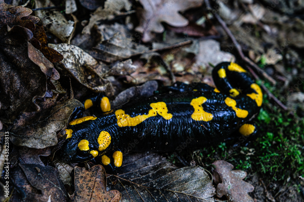 Europaean fire salamander (Salamandra salamandra) Romania, Sibiu county