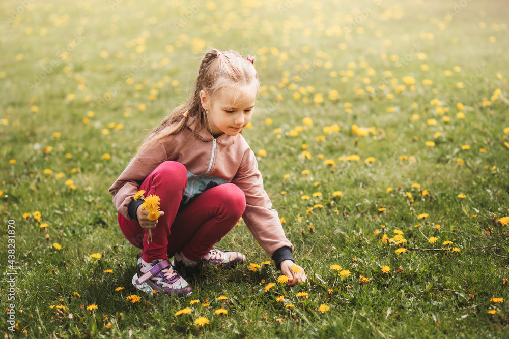 Preschool girl collects dandelion flowers in park in summer. The child collects a bouquet Preschool girl collects dandelion flowers in park in summer. The child collects a bouquet