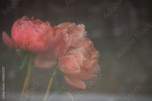 Fototapeta Naklejka Na Ścianę i Meble -  soft focus peonies shot through diffusion