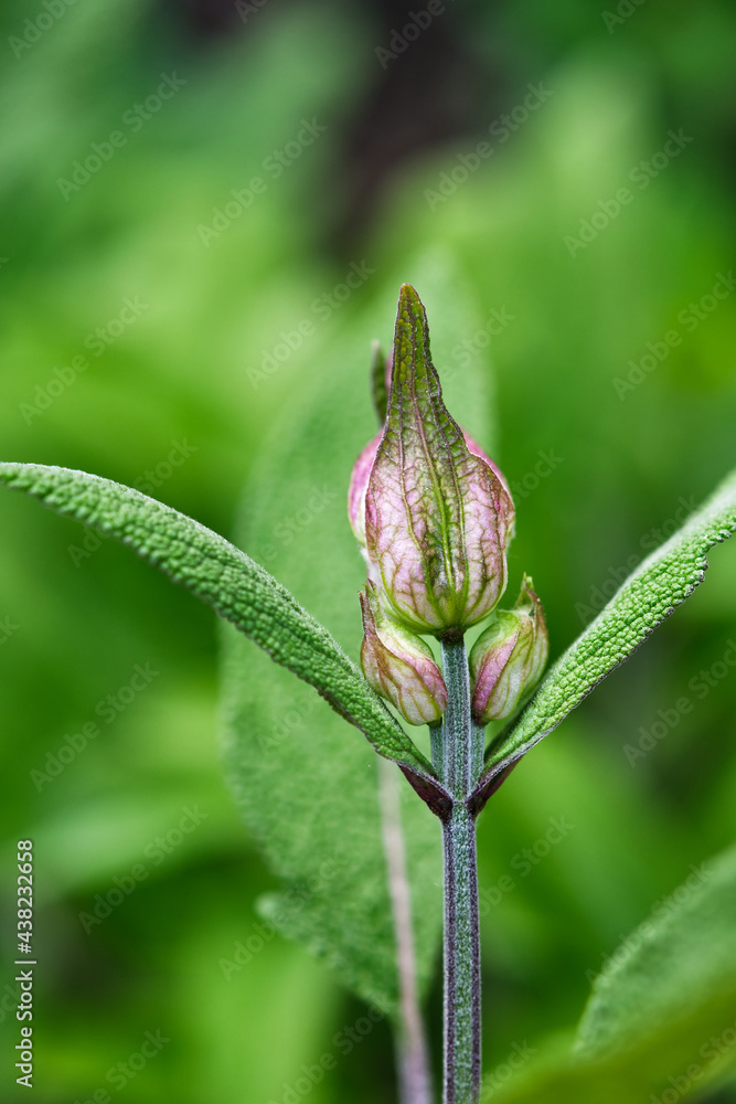 Salvia officinalis branch. Macro photography. Salvia officinalis branch. Macro photography.