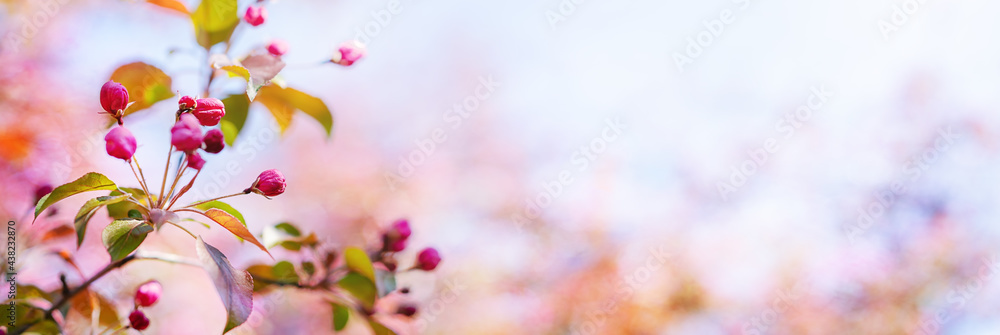 Apple blossoms on the background of the sky in the rays of sunlight