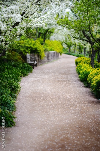 Footpath through park in summer, Chicago Botanical Garden, Chicago, Illinois, USA photo