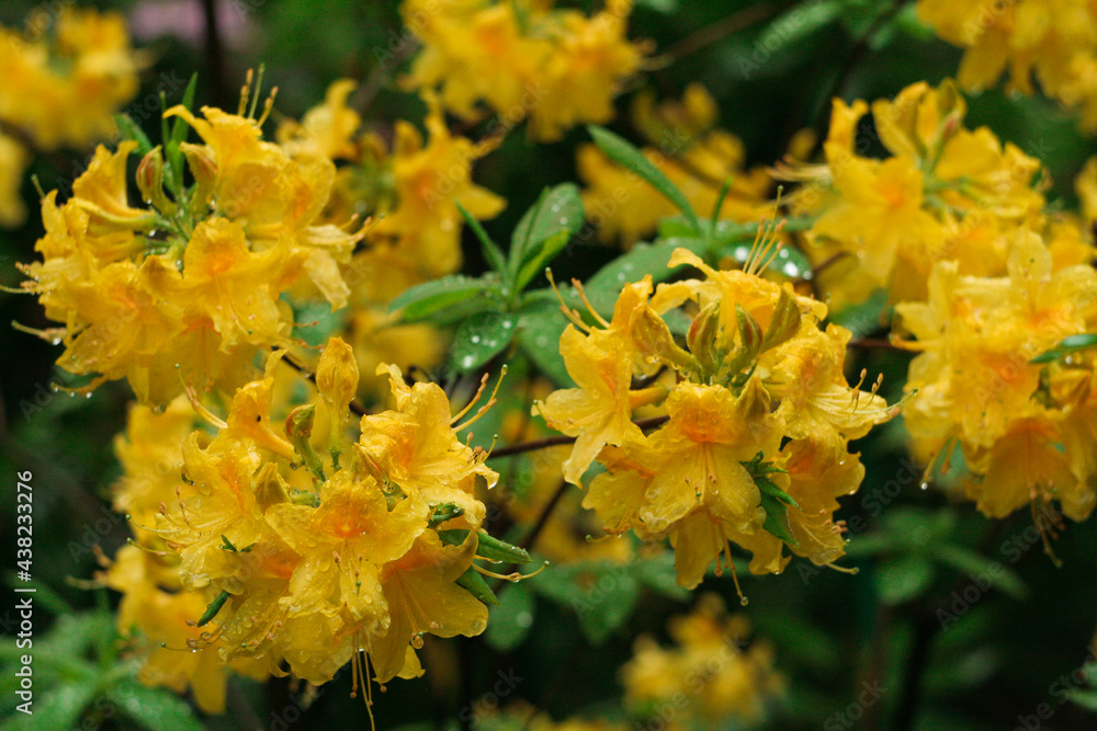 flowers, trees, nature, macro, colors, beauty flowers, trees, nature, macro, colors, beauty