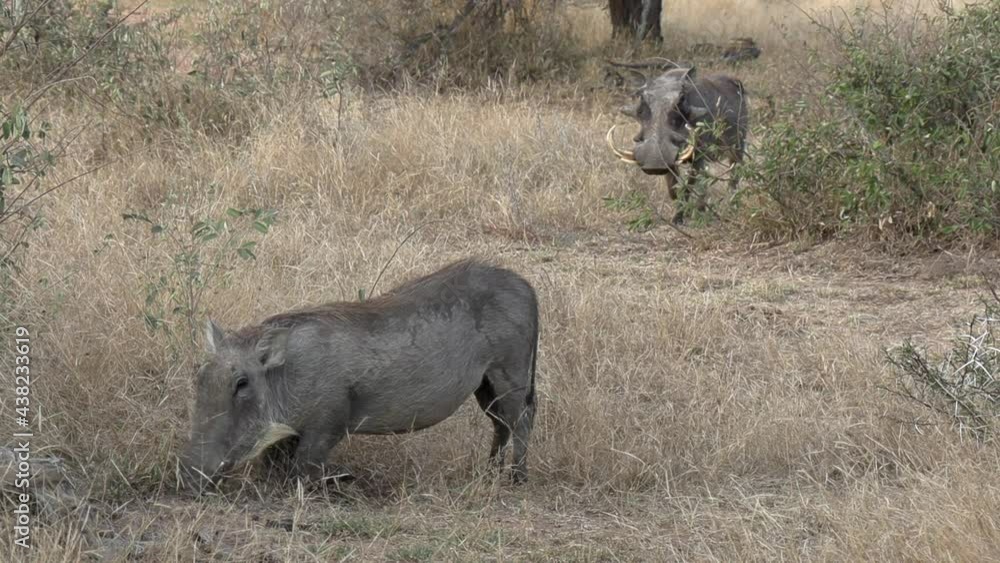 A male warthog with long tusks approaches a feeding sow during breeding season. A male warthog with long tusks approaches a feeding sow during breeding season.