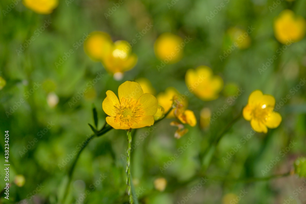 Yellow wild flower on a blurred green background.