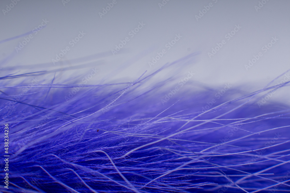 a blue feathers close-up a macro background