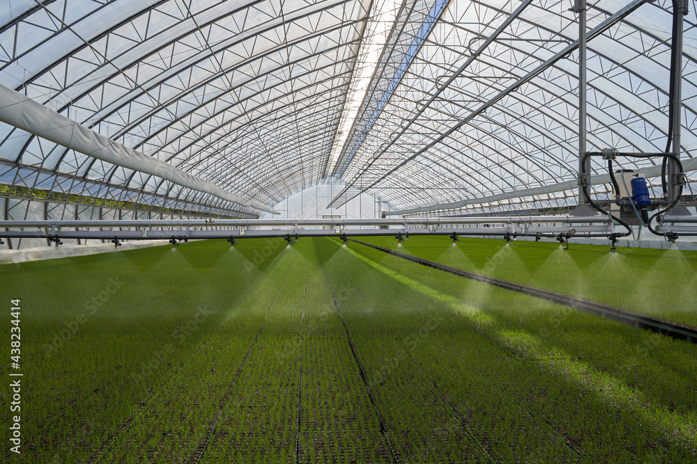 Fototapeta premium system in a greenhouse 