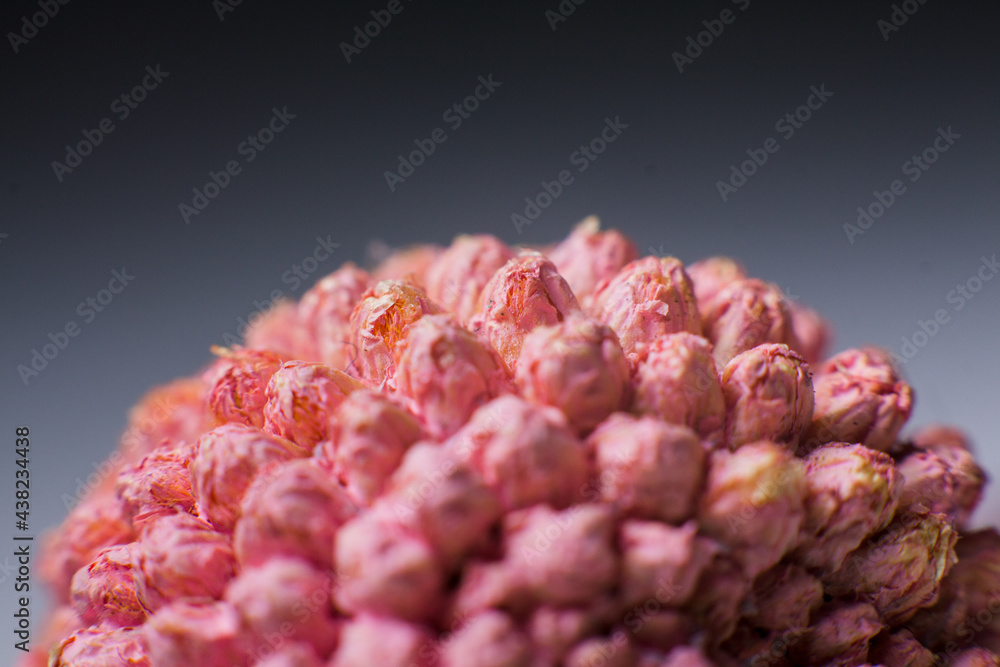 Macrocosm baketiria virus closeup background a medicine Macrocosm baketiria virus closeup background a medicine
