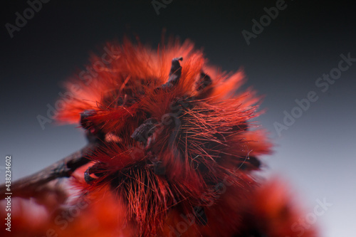 hairy red flower close up macro flowers background photo