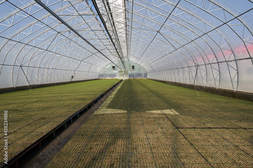 greenhouse with plants