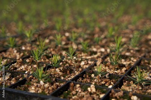 close up of a spruce