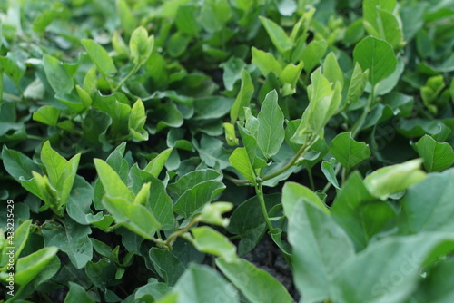 Wallpaper Mural green leaves of plants  Torontodigital.ca