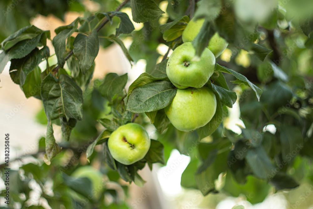 green ripe apples on a branch
