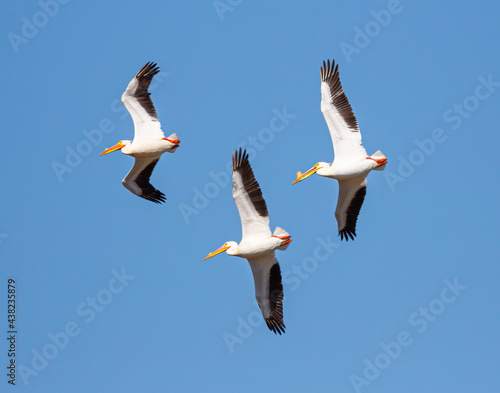 Pelicans Flying In Formation