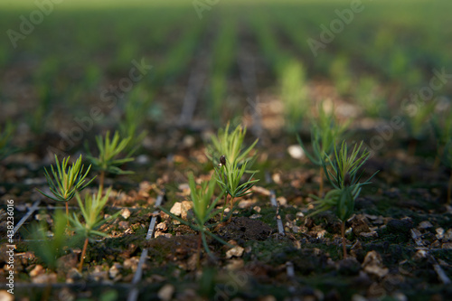 spruce grass in the field